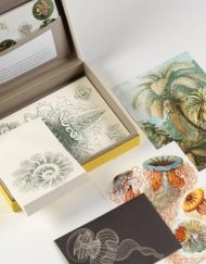 PEPIN LETTER WRITING SET ART FORMS IN NATURE